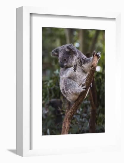 Koala (Phascolarctos cinereus), Lone Pine Sanctuary, Brisbane, Queensland, Australia, Pacific-Michael Runkel-Framed Photographic Print