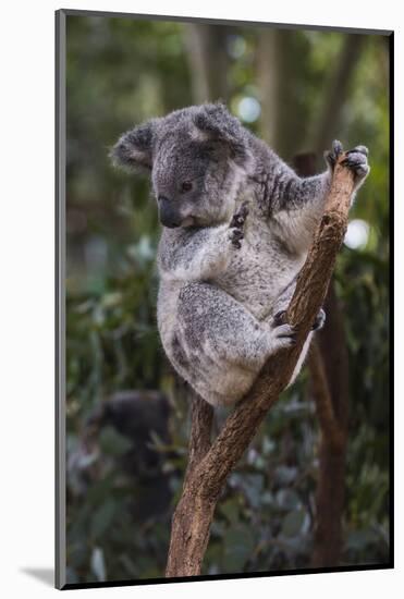 Koala (Phascolarctos cinereus), Lone Pine Sanctuary, Brisbane, Queensland, Australia, Pacific-Michael Runkel-Mounted Photographic Print