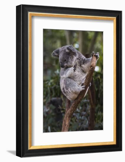 Koala (Phascolarctos cinereus), Lone Pine Sanctuary, Brisbane, Queensland, Australia, Pacific-Michael Runkel-Framed Photographic Print