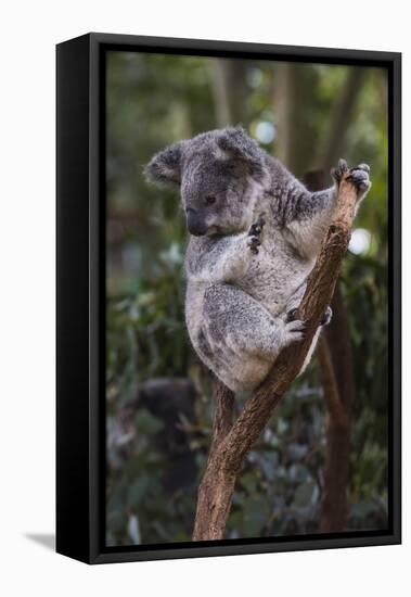 Koala (Phascolarctos cinereus), Lone Pine Sanctuary, Brisbane, Queensland, Australia, Pacific-Michael Runkel-Framed Premier Image Canvas