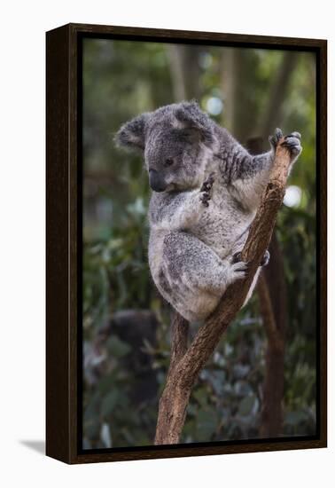 Koala (Phascolarctos cinereus), Lone Pine Sanctuary, Brisbane, Queensland, Australia, Pacific-Michael Runkel-Framed Premier Image Canvas