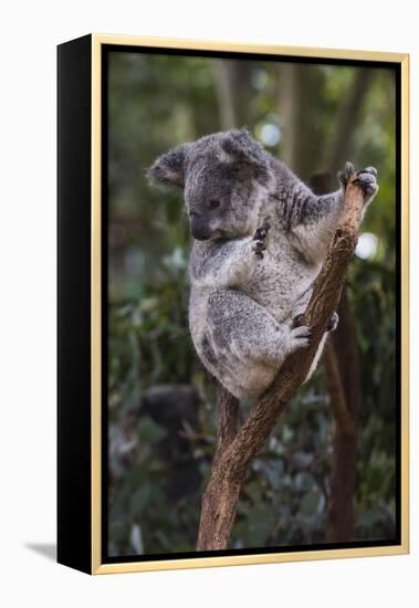 Koala (Phascolarctos cinereus), Lone Pine Sanctuary, Brisbane, Queensland, Australia, Pacific-Michael Runkel-Framed Premier Image Canvas