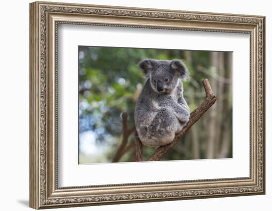 Koala (Phascolarctos cinereus), Lone Pine Sanctuary, Brisbane, Queensland, Australia, Pacific-Michael Runkel-Framed Photographic Print