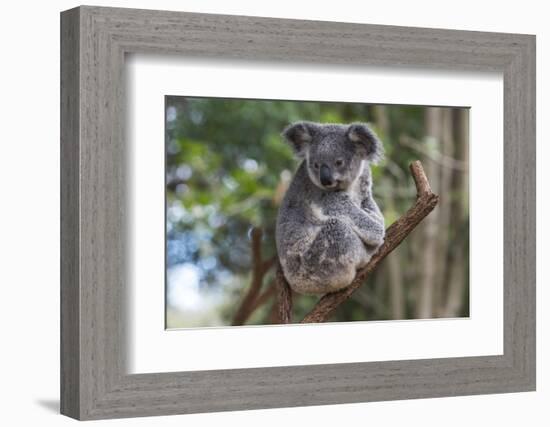 Koala (Phascolarctos cinereus), Lone Pine Sanctuary, Brisbane, Queensland, Australia, Pacific-Michael Runkel-Framed Photographic Print