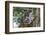 Koala (Phascolarctos cinereus), Lone Pine Sanctuary, Brisbane, Queensland, Australia, Pacific-Michael Runkel-Framed Photographic Print