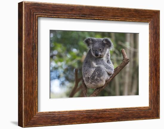 Koala (Phascolarctos cinereus), Lone Pine Sanctuary, Brisbane, Queensland, Australia, Pacific-Michael Runkel-Framed Photographic Print