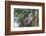 Koala (Phascolarctos cinereus), Lone Pine Sanctuary, Brisbane, Queensland, Australia, Pacific-Michael Runkel-Framed Photographic Print