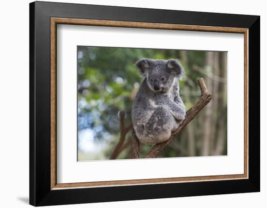 Koala (Phascolarctos cinereus), Lone Pine Sanctuary, Brisbane, Queensland, Australia, Pacific-Michael Runkel-Framed Photographic Print