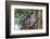 Koala (Phascolarctos cinereus), Lone Pine Sanctuary, Brisbane, Queensland, Australia, Pacific-Michael Runkel-Framed Photographic Print