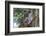 Koala (Phascolarctos cinereus), Lone Pine Sanctuary, Brisbane, Queensland, Australia, Pacific-Michael Runkel-Framed Photographic Print