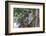 Koala (Phascolarctos cinereus), Lone Pine Sanctuary, Brisbane, Queensland, Australia, Pacific-Michael Runkel-Framed Photographic Print