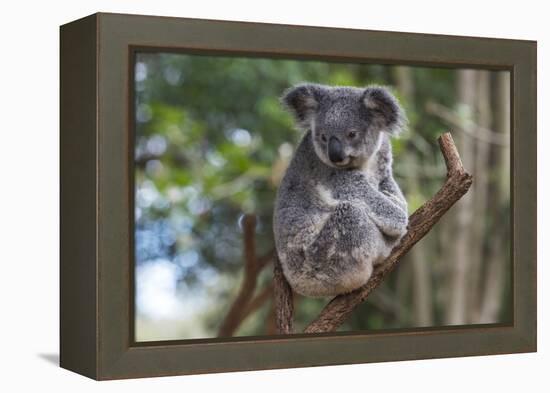 Koala (Phascolarctos cinereus), Lone Pine Sanctuary, Brisbane, Queensland, Australia, Pacific-Michael Runkel-Framed Premier Image Canvas