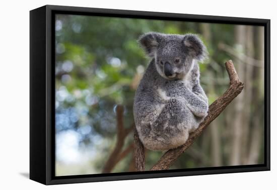 Koala (Phascolarctos cinereus), Lone Pine Sanctuary, Brisbane, Queensland, Australia, Pacific-Michael Runkel-Framed Premier Image Canvas