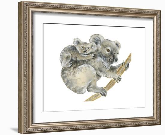 Koala (Phascolarctos Cinereus), Marsupial, Mammals-Encyclopaedia Britannica-Framed Art Print