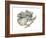 Koala (Phascolarctos Cinereus), Marsupial, Mammals-Encyclopaedia Britannica-Framed Art Print