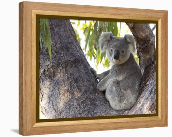 Koala (Phascolartos Cinereus), Magnetic Island, Queensland, Australia-Thorsten Milse-Framed Premier Image Canvas