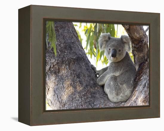 Koala (Phascolartos Cinereus), Magnetic Island, Queensland, Australia-Thorsten Milse-Framed Premier Image Canvas