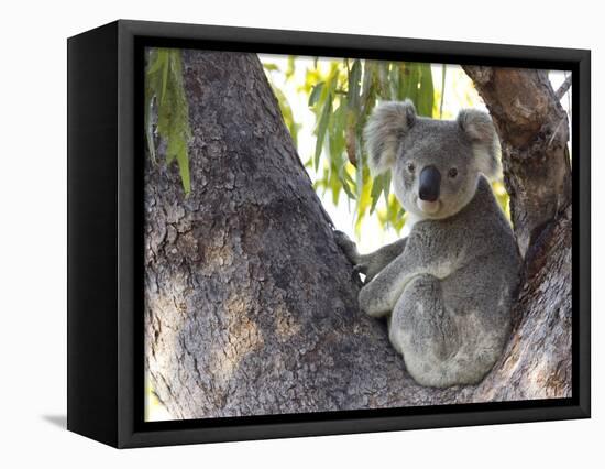 Koala (Phascolartos Cinereus), Magnetic Island, Queensland, Australia-Thorsten Milse-Framed Premier Image Canvas