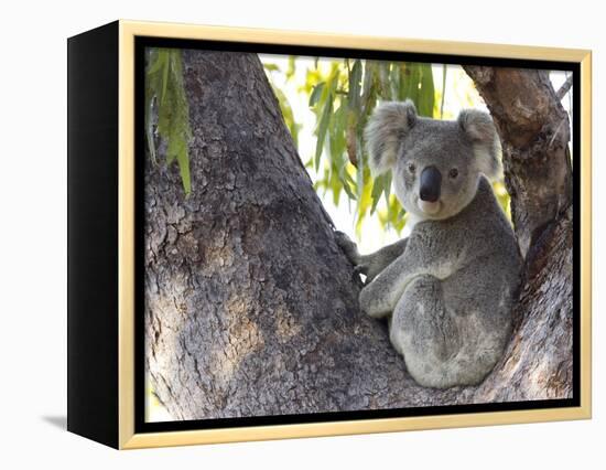 Koala (Phascolartos Cinereus), Magnetic Island, Queensland, Australia-Thorsten Milse-Framed Premier Image Canvas