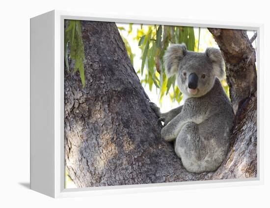 Koala (Phascolartos Cinereus), Magnetic Island, Queensland, Australia-Thorsten Milse-Framed Premier Image Canvas