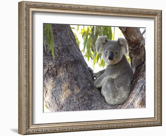 Koala (Phascolartos Cinereus), Magnetic Island, Queensland, Australia-Thorsten Milse-Framed Photographic Print