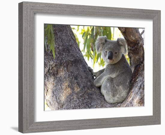 Koala (Phascolartos Cinereus), Magnetic Island, Queensland, Australia-Thorsten Milse-Framed Photographic Print