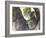 Koala (Phascolartos Cinereus), Magnetic Island, Queensland, Australia-Thorsten Milse-Framed Photographic Print