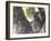 Koala (Phascolartos Cinereus), Magnetic Island, Queensland, Australia-Thorsten Milse-Framed Photographic Print