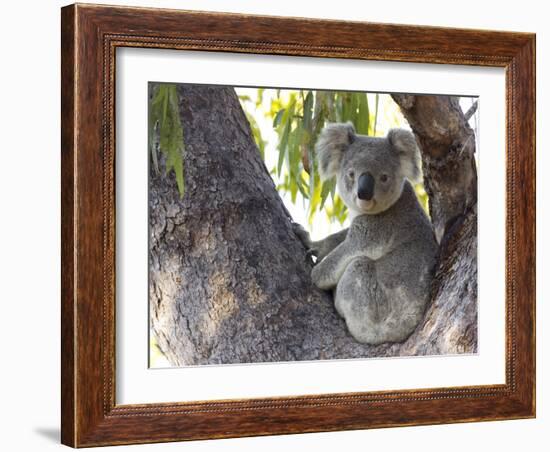 Koala (Phascolartos Cinereus), Magnetic Island, Queensland, Australia-Thorsten Milse-Framed Photographic Print