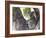 Koala (Phascolartos Cinereus), Magnetic Island, Queensland, Australia-Thorsten Milse-Framed Photographic Print