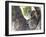 Koala (Phascolartos Cinereus), Magnetic Island, Queensland, Australia-Thorsten Milse-Framed Photographic Print