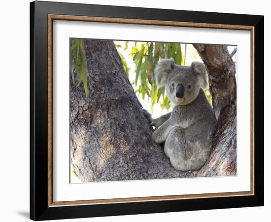 Koala (Phascolartos Cinereus), Magnetic Island, Queensland, Australia-Thorsten Milse-Framed Photographic Print