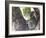 Koala (Phascolartos Cinereus), Magnetic Island, Queensland, Australia-Thorsten Milse-Framed Photographic Print