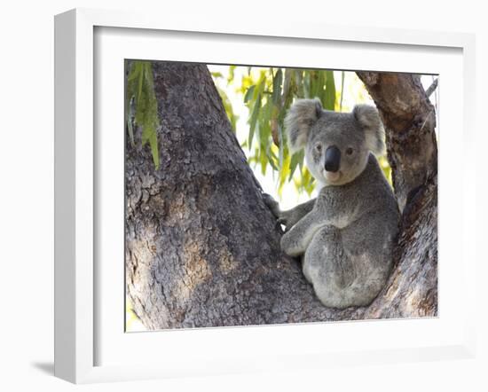 Koala (Phascolartos Cinereus), Magnetic Island, Queensland, Australia-Thorsten Milse-Framed Photographic Print