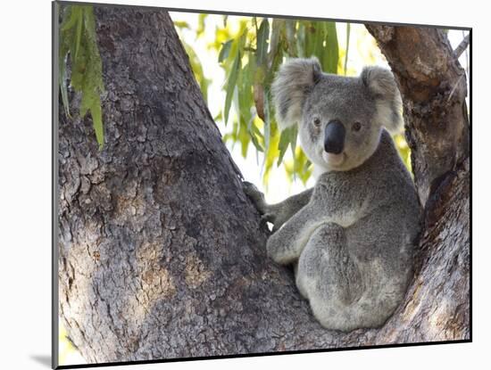 Koala (Phascolartos Cinereus), Magnetic Island, Queensland, Australia-Thorsten Milse-Mounted Photographic Print