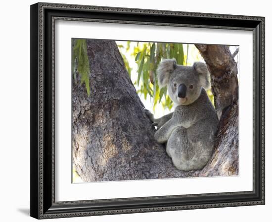 Koala (Phascolartos Cinereus), Magnetic Island, Queensland, Australia-Thorsten Milse-Framed Photographic Print