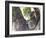 Koala (Phascolartos Cinereus), Magnetic Island, Queensland, Australia-Thorsten Milse-Framed Photographic Print