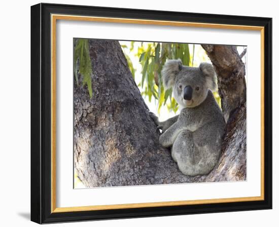 Koala (Phascolartos Cinereus), Magnetic Island, Queensland, Australia-Thorsten Milse-Framed Photographic Print