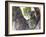 Koala (Phascolartos Cinereus), Magnetic Island, Queensland, Australia-Thorsten Milse-Framed Photographic Print