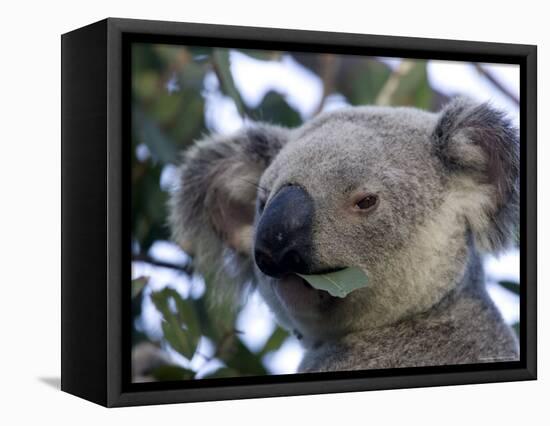 Koala, (Phascolartos Cinereus), Magnetic Island, Queensland, Australia-Thorsten Milse-Framed Premier Image Canvas