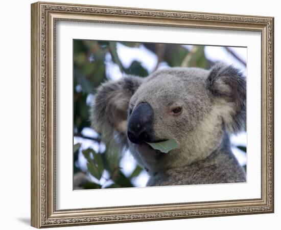 Koala, (Phascolartos Cinereus), Magnetic Island, Queensland, Australia-Thorsten Milse-Framed Photographic Print