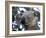 Koala, (Phascolartos Cinereus), Magnetic Island, Queensland, Australia-Thorsten Milse-Framed Photographic Print