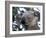 Koala, (Phascolartos Cinereus), Magnetic Island, Queensland, Australia-Thorsten Milse-Framed Photographic Print