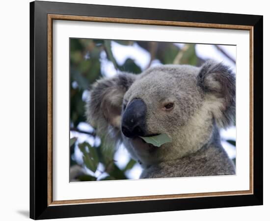 Koala, (Phascolartos Cinereus), Magnetic Island, Queensland, Australia-Thorsten Milse-Framed Photographic Print