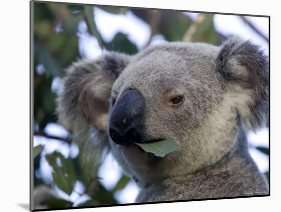 Koala, (Phascolartos Cinereus), Magnetic Island, Queensland, Australia-Thorsten Milse-Mounted Photographic Print