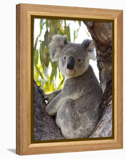 Koala, (Phascolartos Cinereus), Magnetic Island, Queensland, Australia-Thorsten Milse-Framed Premier Image Canvas