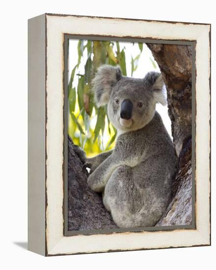 Koala, (Phascolartos Cinereus), Magnetic Island, Queensland, Australia-Thorsten Milse-Framed Premier Image Canvas