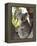 Koala, (Phascolartos Cinereus), Magnetic Island, Queensland, Australia-Thorsten Milse-Framed Premier Image Canvas