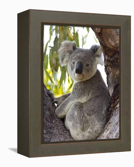 Koala, (Phascolartos Cinereus), Magnetic Island, Queensland, Australia-Thorsten Milse-Framed Premier Image Canvas