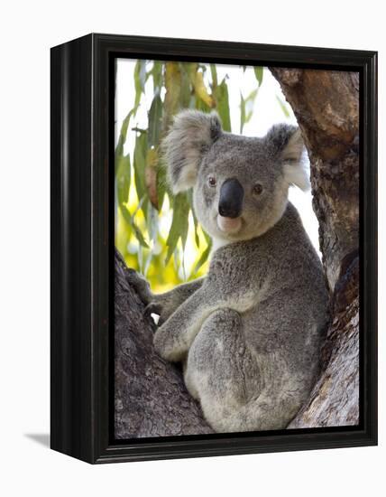 Koala, (Phascolartos Cinereus), Magnetic Island, Queensland, Australia-Thorsten Milse-Framed Premier Image Canvas